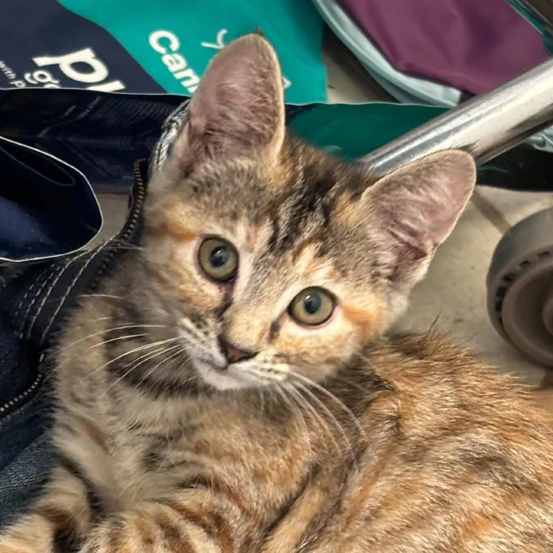 A baby small-sized female Calico Domestic Short Hair cat named Jenny for adoption in Kyle, TX