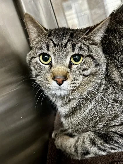 Roast Beef thumbnail 2