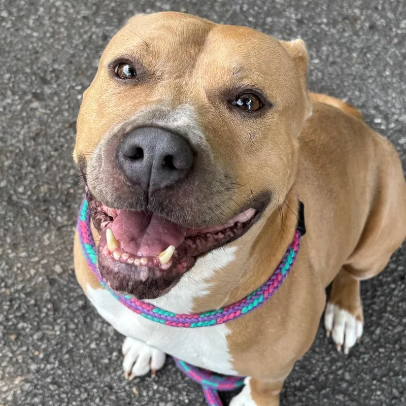 An adult medium-sized female Yellow / Tan / Blond / Fawn Mixed Breed dog named Brenda for adoption in Yanceyville, NC