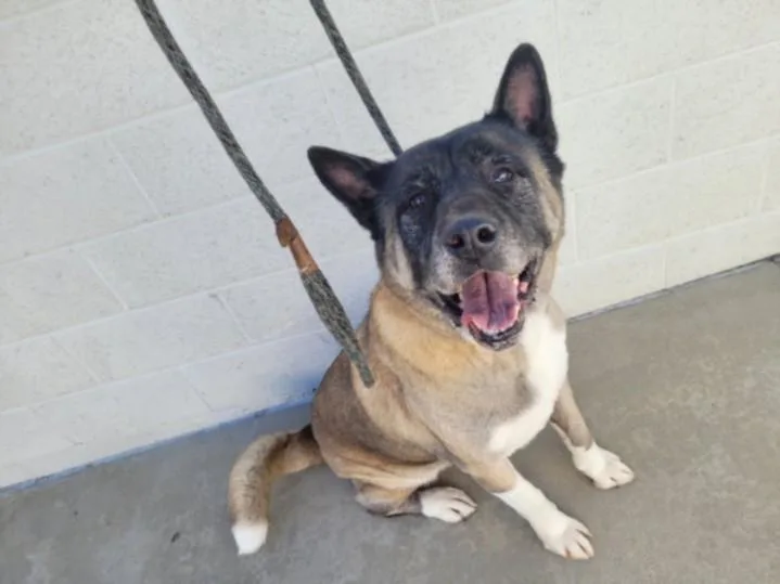 An adult large-sized male Akita dog named Auggie for adoption in Chatsworth, CA