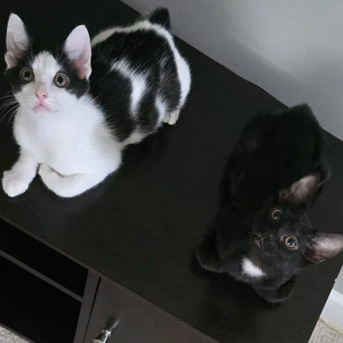 A baby small-sized female Domestic Short Hair cat named $. for adoption in Knoxville, TN