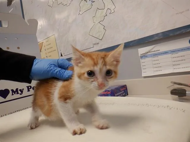 A baby small-sized male Domestic Short Hair cat named Bosworth for adoption in San Jose, CA