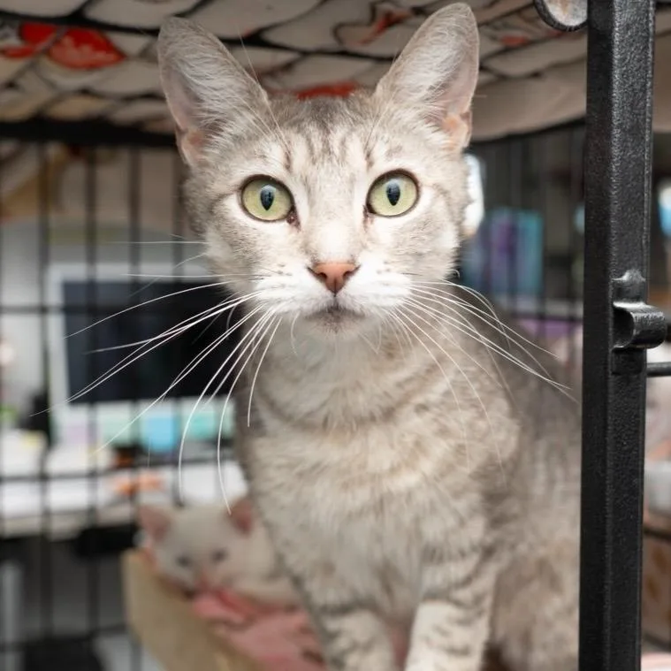 An adult small-sized female Extra-Toes Cat / Hemingway Polydactyl cat named Fantine for adoption in Los Angeles, CA