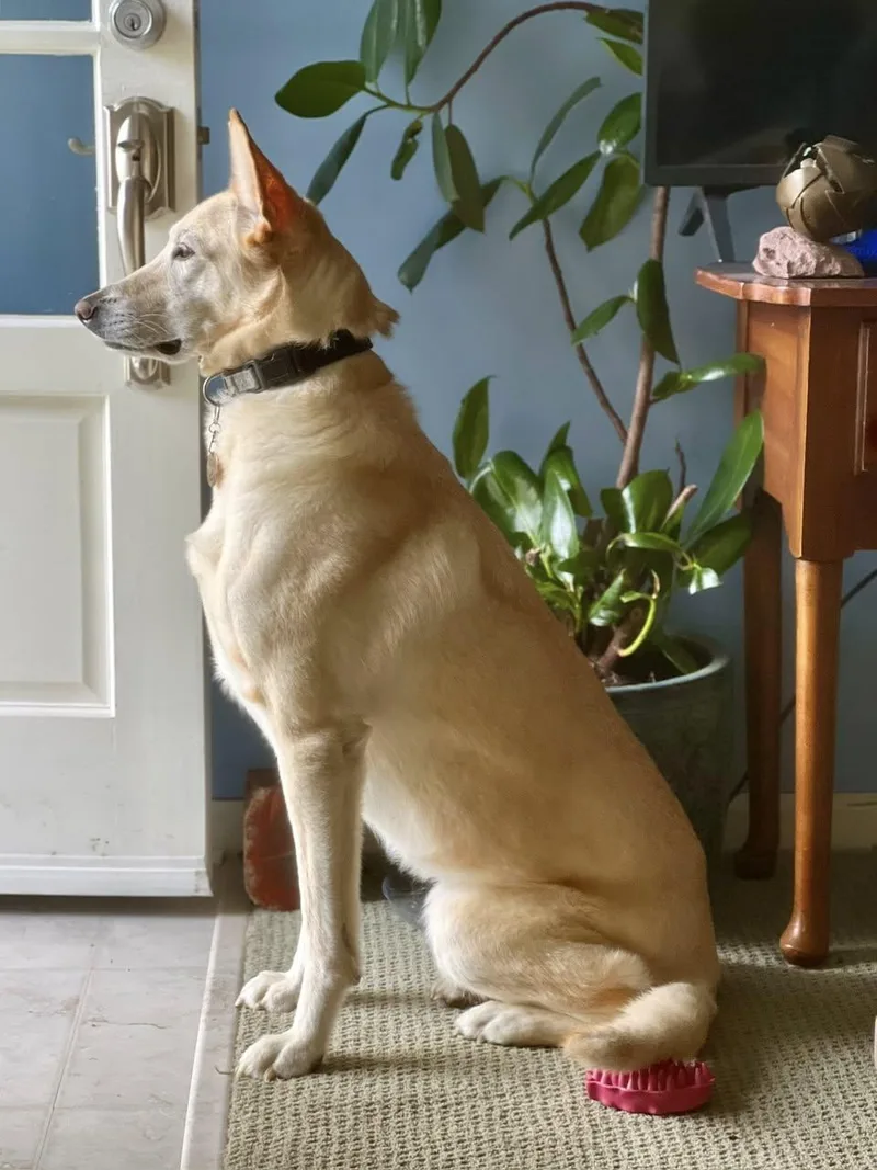 An adult large-sized female White / Cream German Shepherd Dog dog named Leia for adoption in East Flat Rock, NC