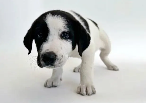A baby small-sized female Terrier dog named Bubbles for adoption in Saint Louis, MO