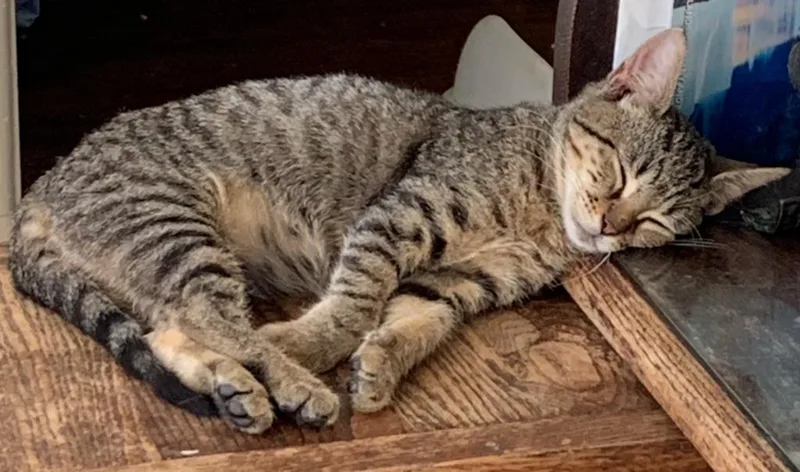 A baby medium-sized female Domestic Short Hair cat named Noel Bee for adoption in San Antonio, TX