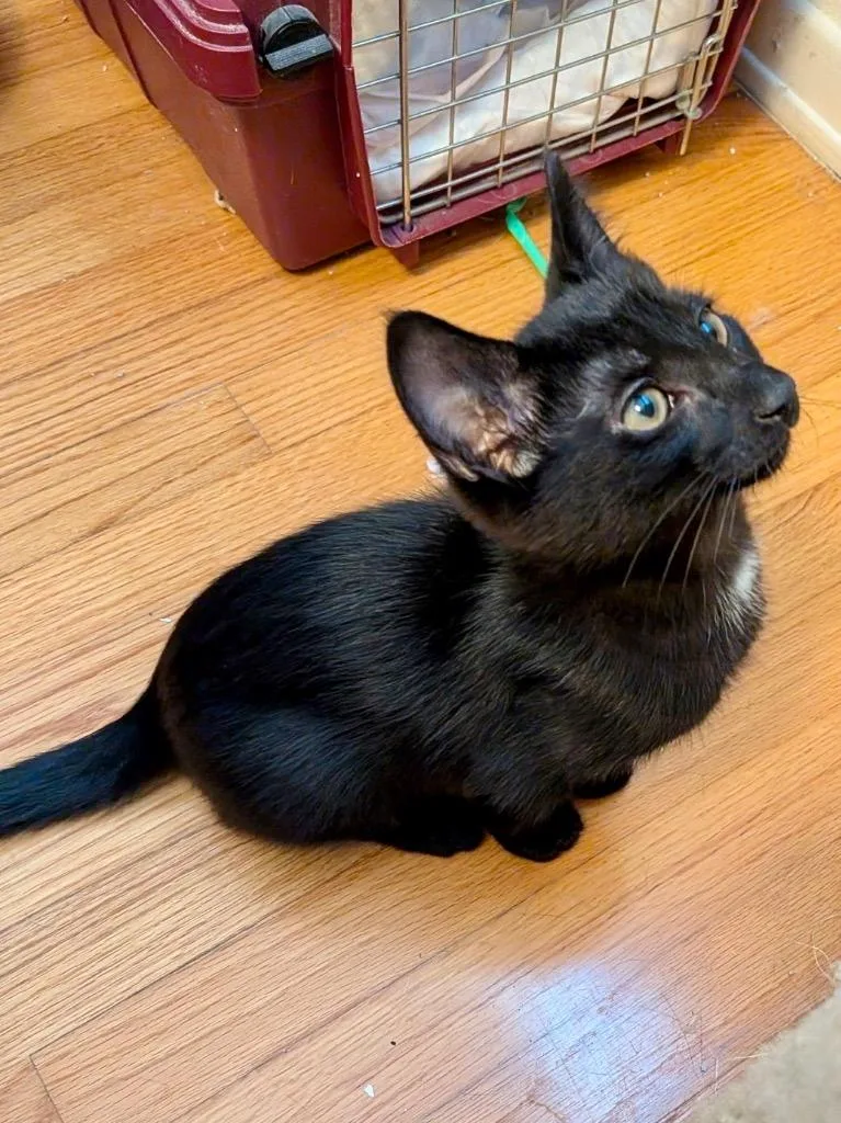 A baby medium-sized male Domestic Short Hair cat named Jelly for adoption in San Pedro, CA