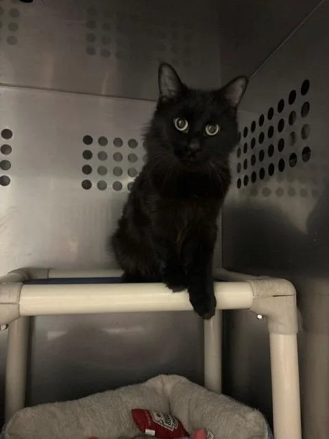 A young small-sized female Domestic Long Hair cat named Kiera for adoption in Ladysmith, WI