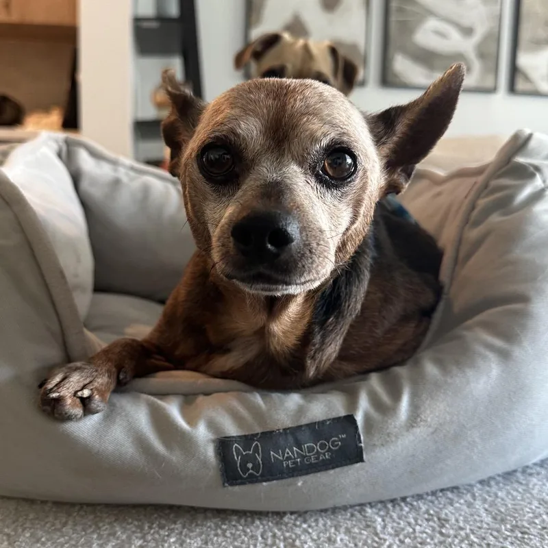 A senior small-sized male Miniature Pinscher dog named Diesel for adoption in Escondido, CA