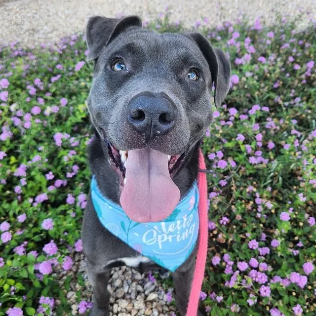A young large-sized male Pit Bull Terrier dog named Baby for adoption in Mesa, AZ