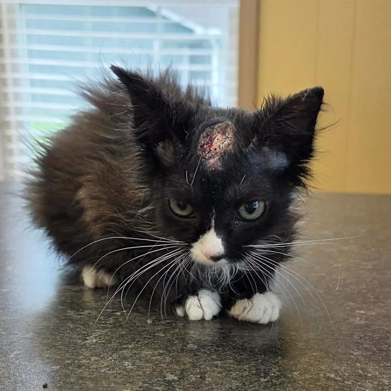 A baby small-sized female Black Domestic Short Hair cat named Skully for adoption in Jackson, MO