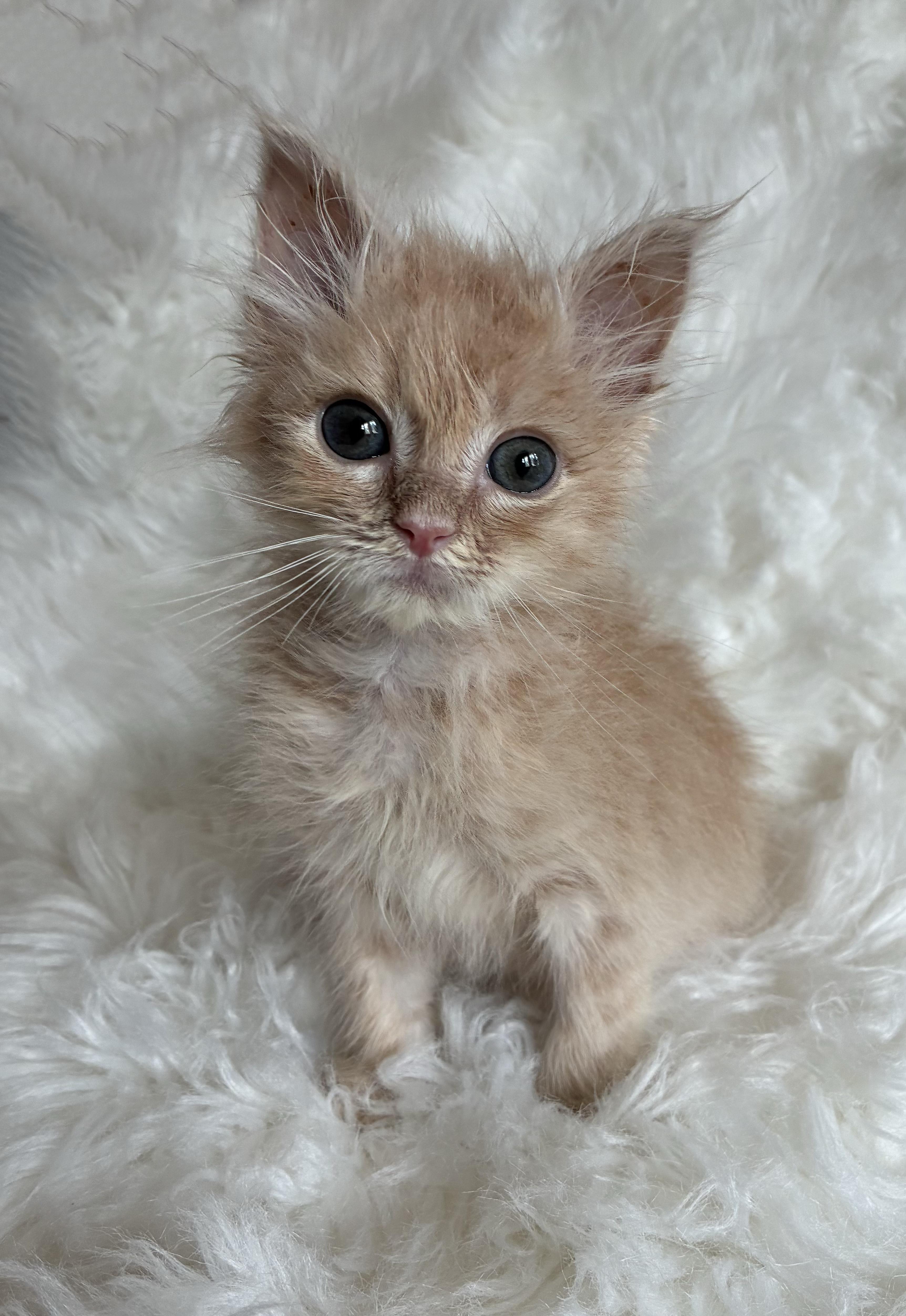 A baby medium-sized male Buff / Tan / Fawn Domestic Medium Hair cat named Enzo for adoption in Columbia, MD