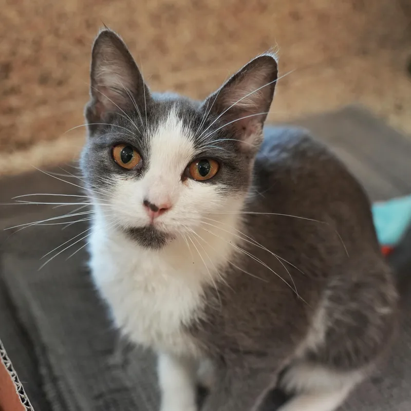 A young medium-sized female Gray & White Domestic Short Hair cat named Marle for adoption in Aiken, SC