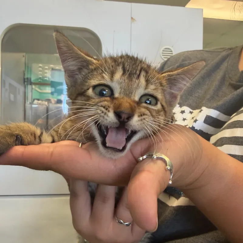A baby small-sized male Buff / Tan / Fawn Domestic Short Hair cat named Scott for adoption in Lake Jackson, TX