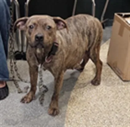 A young medium-sized female Pit Bull Terrier dog named Marie for adoption in Los Angeles, CA