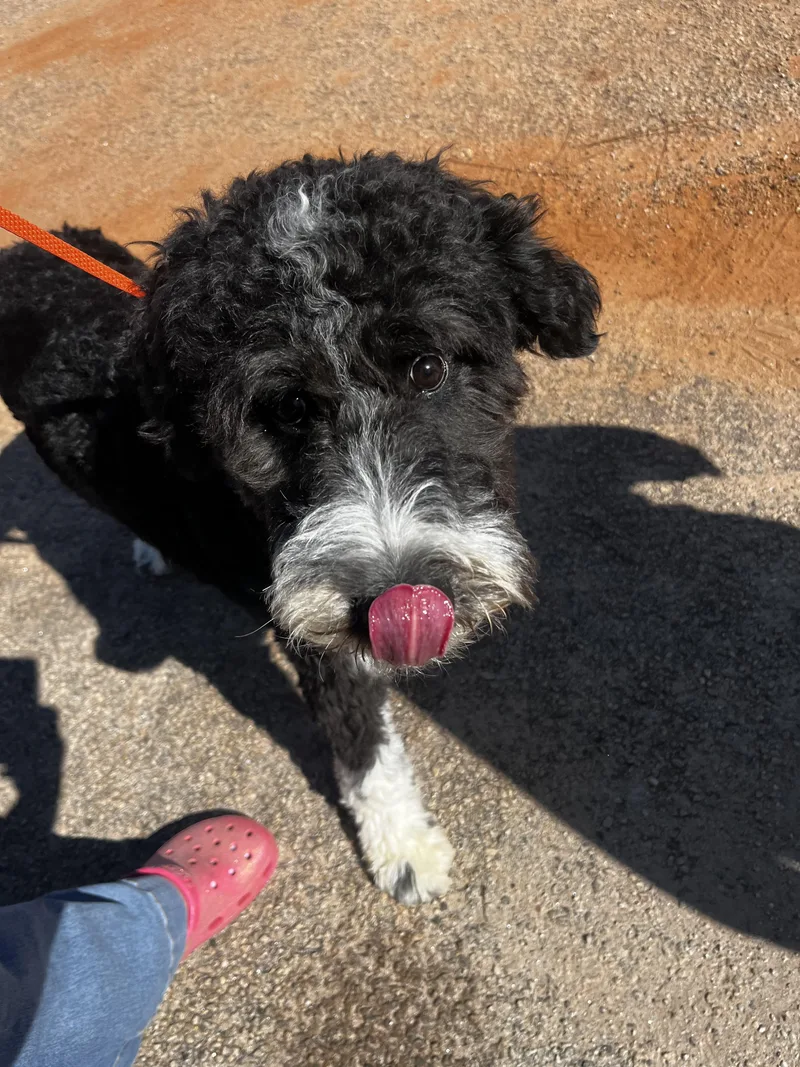Oreo