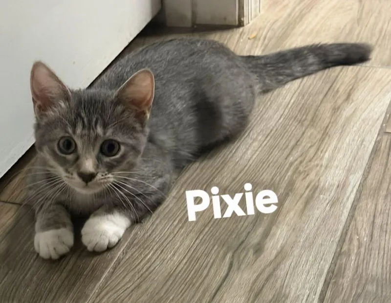 A young medium-sized female Gray / Blue / Silver Domestic Short Hair cat named Pixie for adoption in Longwood, FL