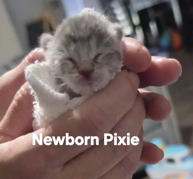 Pixie thumbnail 2