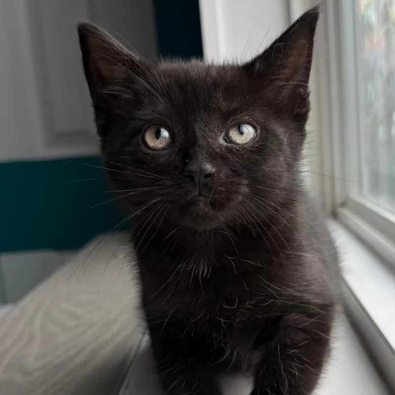 A baby small-sized male Black Domestic Short Hair cat named Swiss Roll for adoption in Asheville, NC