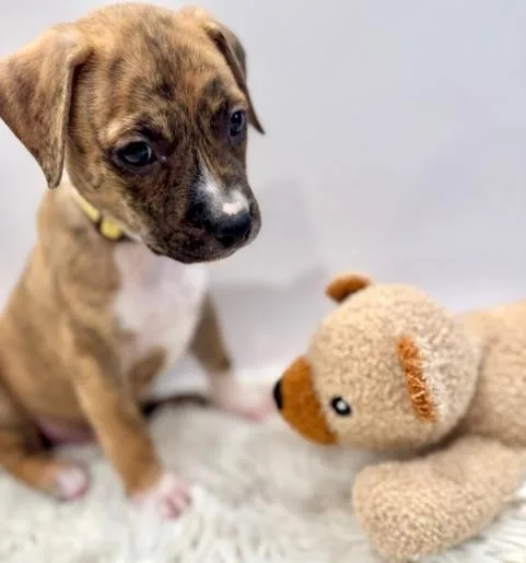 A baby medium-sized male Brindle Plott Hound dog named Vega Starstruck for adoption in Andover, MA