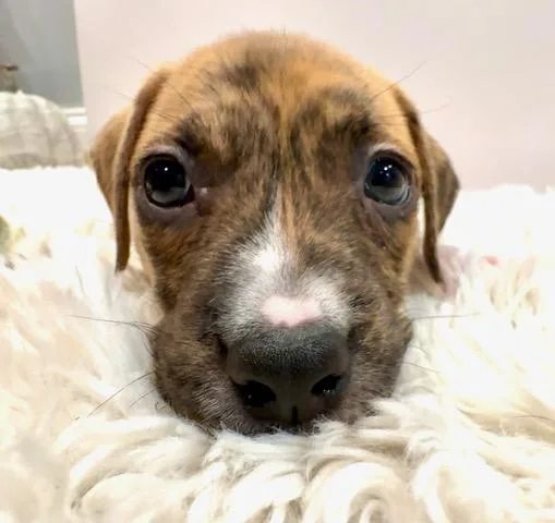 Vega Starstruck thumbnail 5