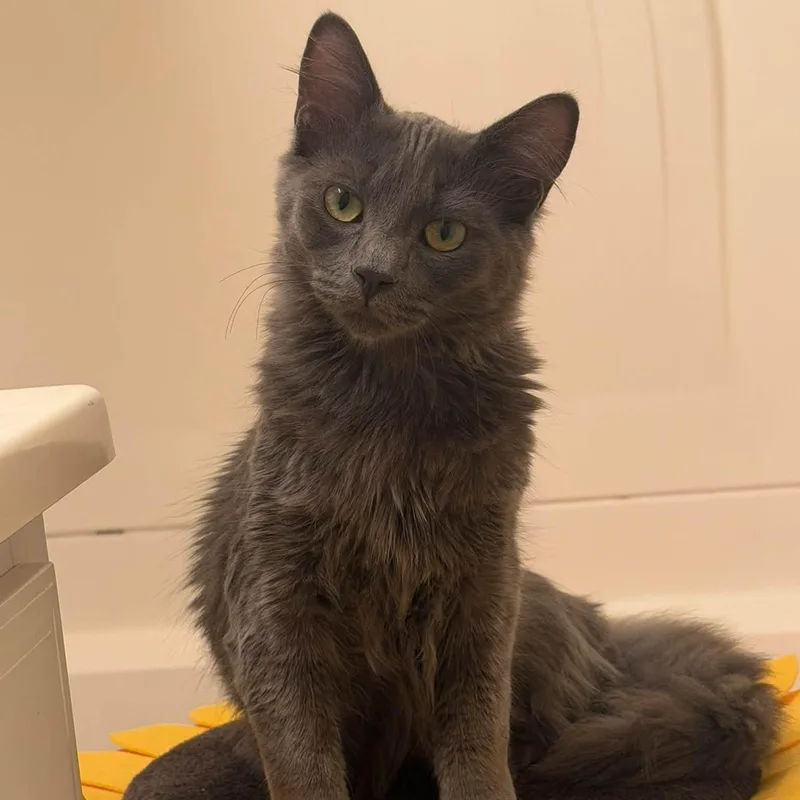 A baby medium-sized male Domestic Medium Hair cat named Hexley for adoption in Queen Creek, AZ