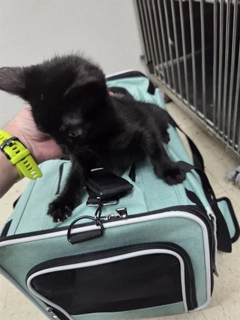 A baby small-sized male Domestic Short Hair cat named Marcus for adoption in Killeen, TX