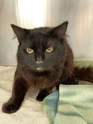 Dr. Robinavitch 'robby'