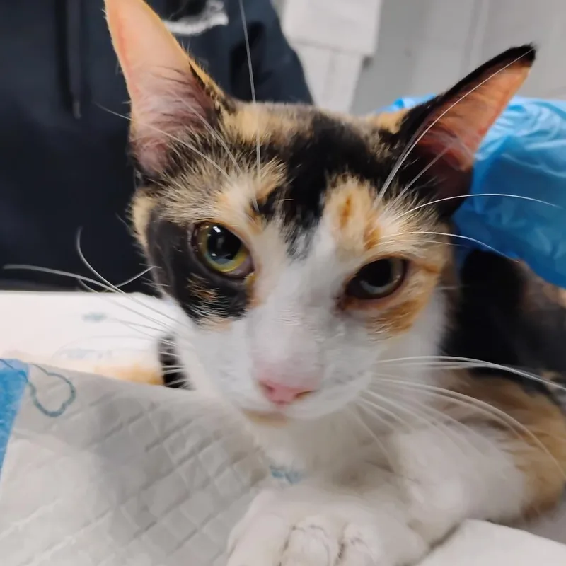 An adult medium-sized female Brown / Chocolate Domestic Short Hair cat named Bonnie for adoption in Summerville, SC