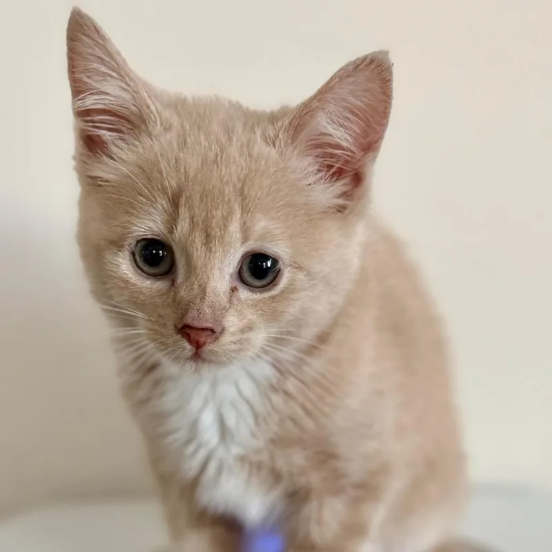 A baby small-sized female Buff / Tan / Fawn Domestic Short Hair cat named Zeyn for adoption in Aldie, VA