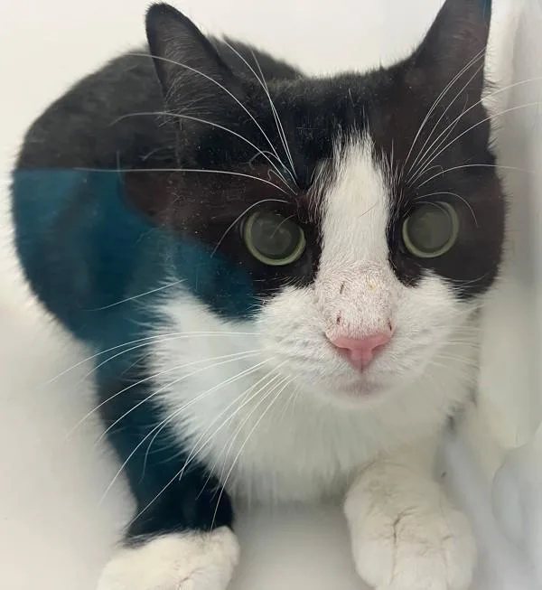 An adult medium-sized female Domestic Short Hair cat named Cricket for adoption in Staten Island, NY