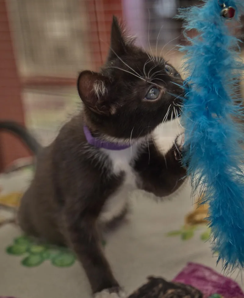 A baby medium-sized female Tuxedo cat named Cosma for adoption in Santa Barbara, CA