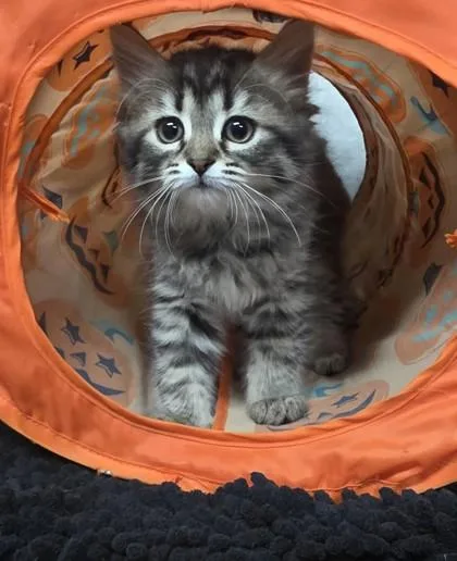 A young small-sized female Persian cat named Equinox for adoption in Phoenix, AZ