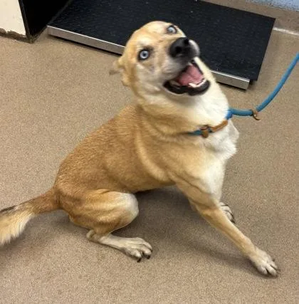 An adult large-sized male Mixed Breed dog named Lloyd for adoption in Chamblee, GA