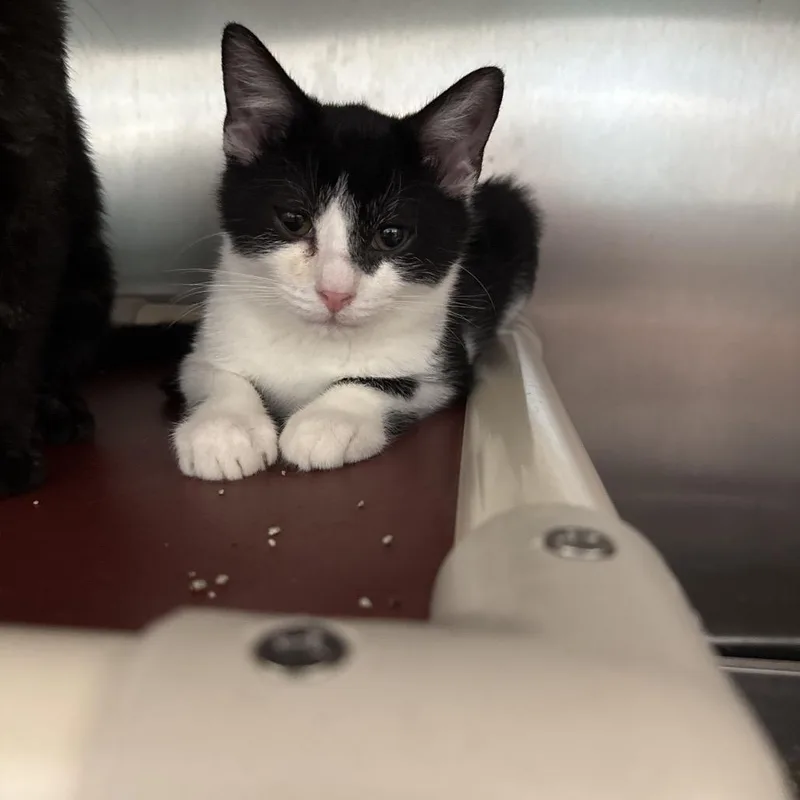 A baby small-sized male Black Domestic Short Hair cat named Tompkins for adoption in Attica, NY