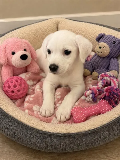 A baby small-sized female Australian Cattle Dog / Blue Heeler dog named Wink for adoption in Globe, AZ