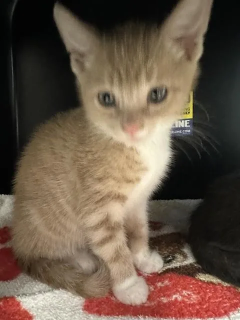 A baby small-sized female Domestic Short Hair cat named Taurus for adoption in San Luis Obispo, CA