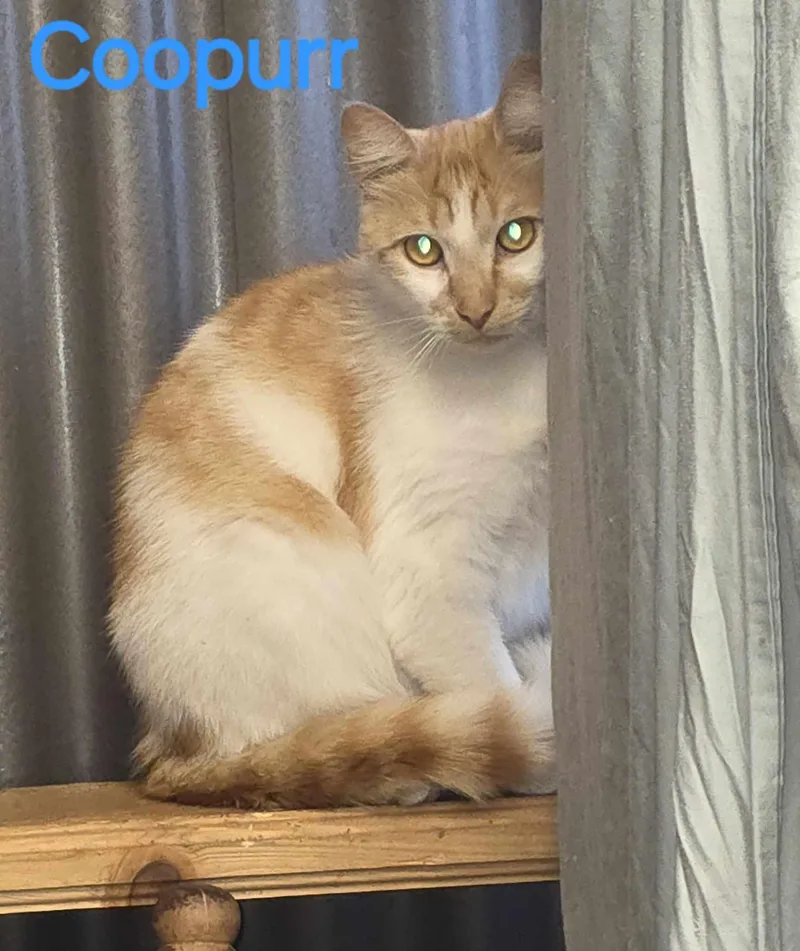 An adult large-sized male Domestic Short Hair cat named Coopurr for adoption in Spring Hill, FL