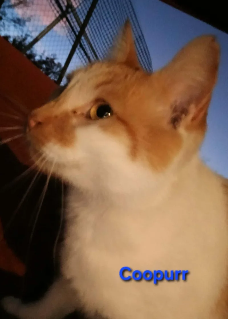 Coopurr thumbnail 3