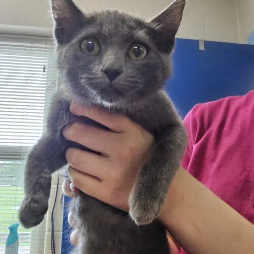 A baby small-sized female Gray / Blue / Silver Domestic Short Hair cat named Maren for adoption in Burlington, IA