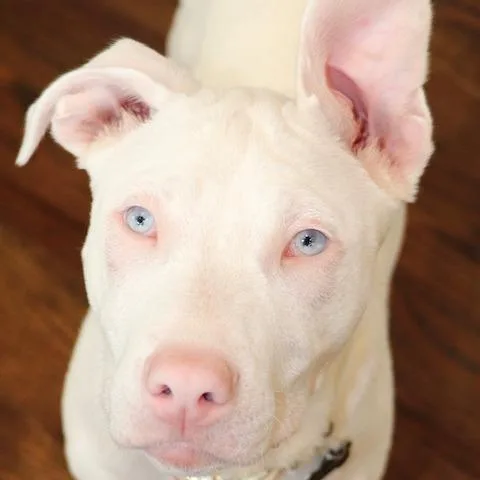 A young extra large-sized female White / Cream Great Dane dog named Miracle for adoption in Kansas City, MO