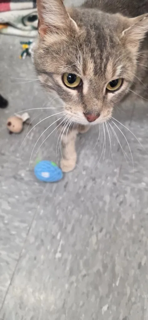 A young small-sized female Domestic Short Hair cat named Prada for adoption in Syracuse, IN