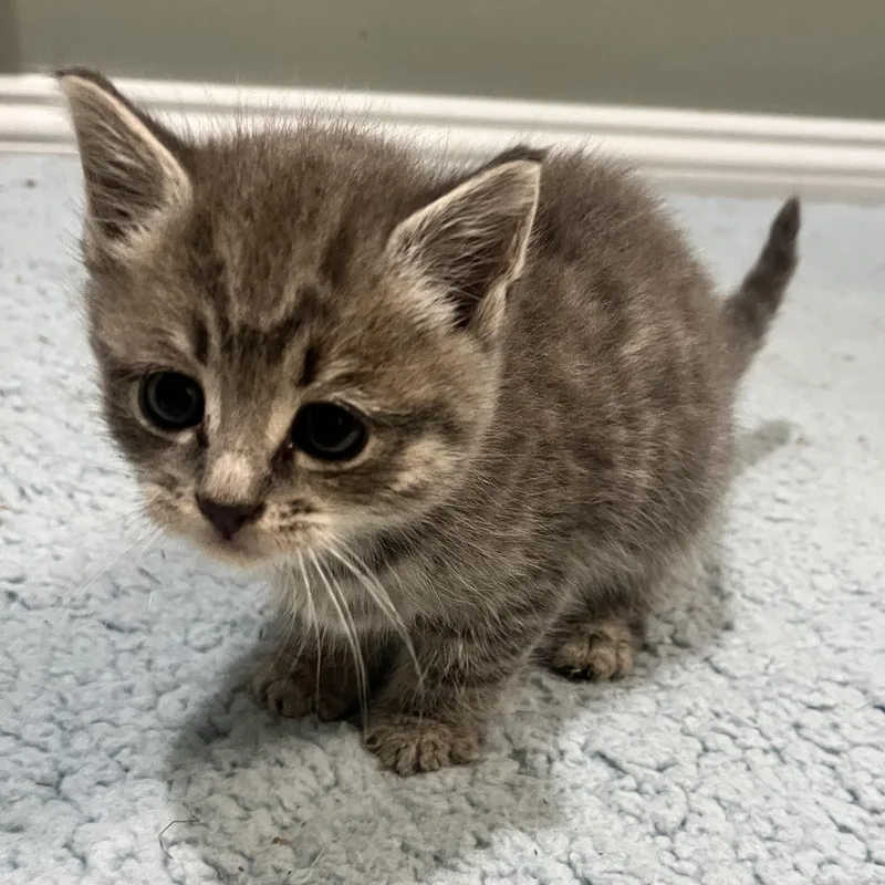A baby medium-sized female Tabby (Gray / Blue / Silver) Domestic Short Hair cat named Hazelnut for adoption in Andover, CT