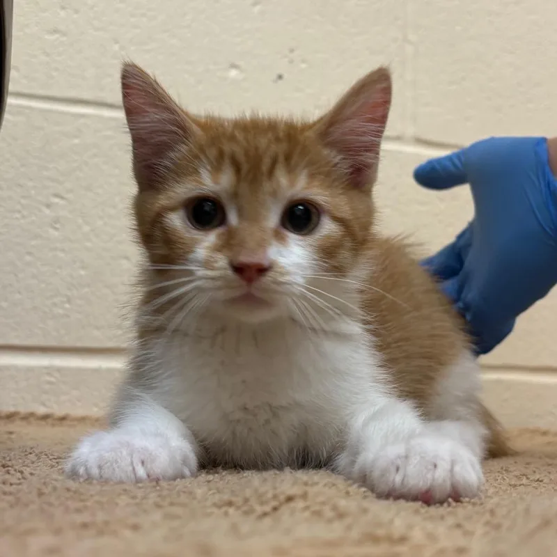 A baby small-sized male Orange / Red Domestic Short Hair cat named Caramel for adoption in Springfield, MA