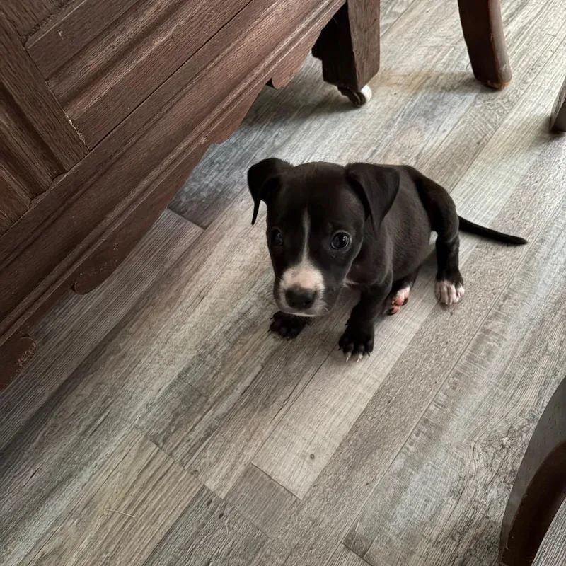 A baby small-sized female Terrier dog named Black Tea for adoption in Brownsboro, AL