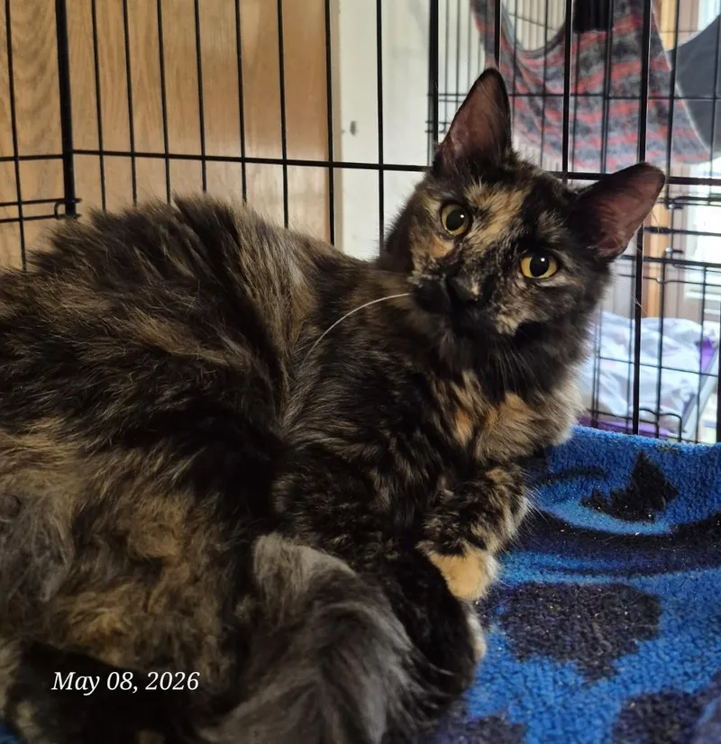 A baby small-sized female Domestic Long Hair cat named Fiona for adoption in Thompson Falls, MT