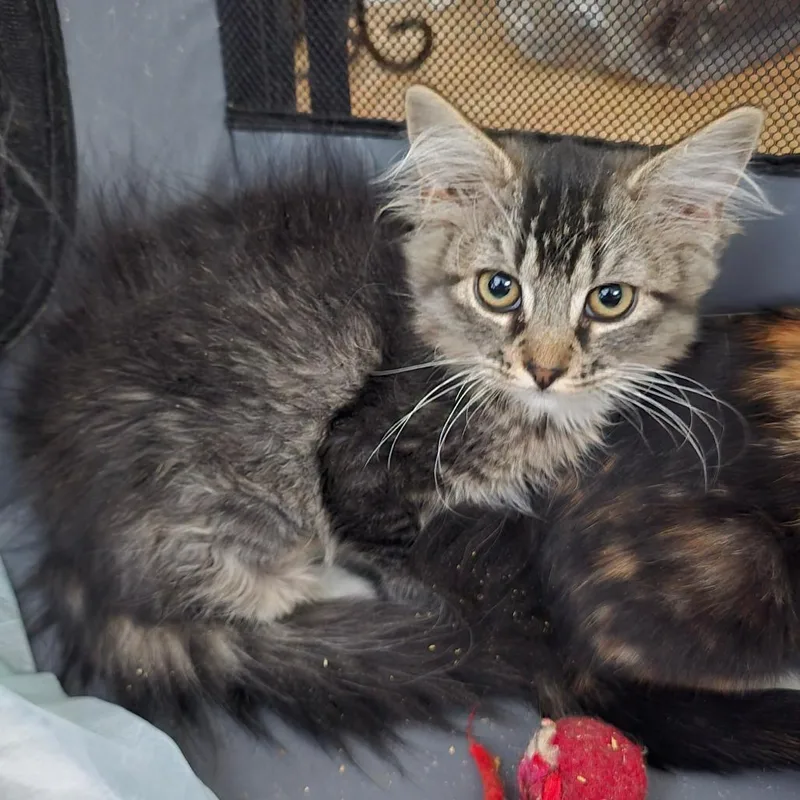 A baby small-sized female Brown / Chocolate Domestic Long Hair cat named Makenna for adoption in Grantsville, UT