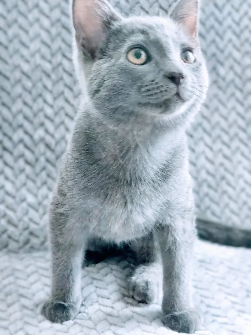 A baby medium-sized male Russian Blue cat named Scooter for adoption in Phoenix, AZ