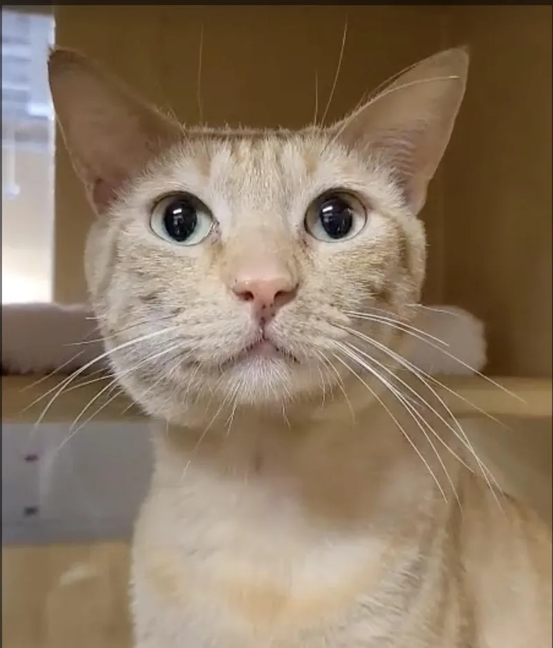 An adult medium-sized male Orange / Red Domestic Short Hair cat named Garfield for adoption in Los Angeles, CA
