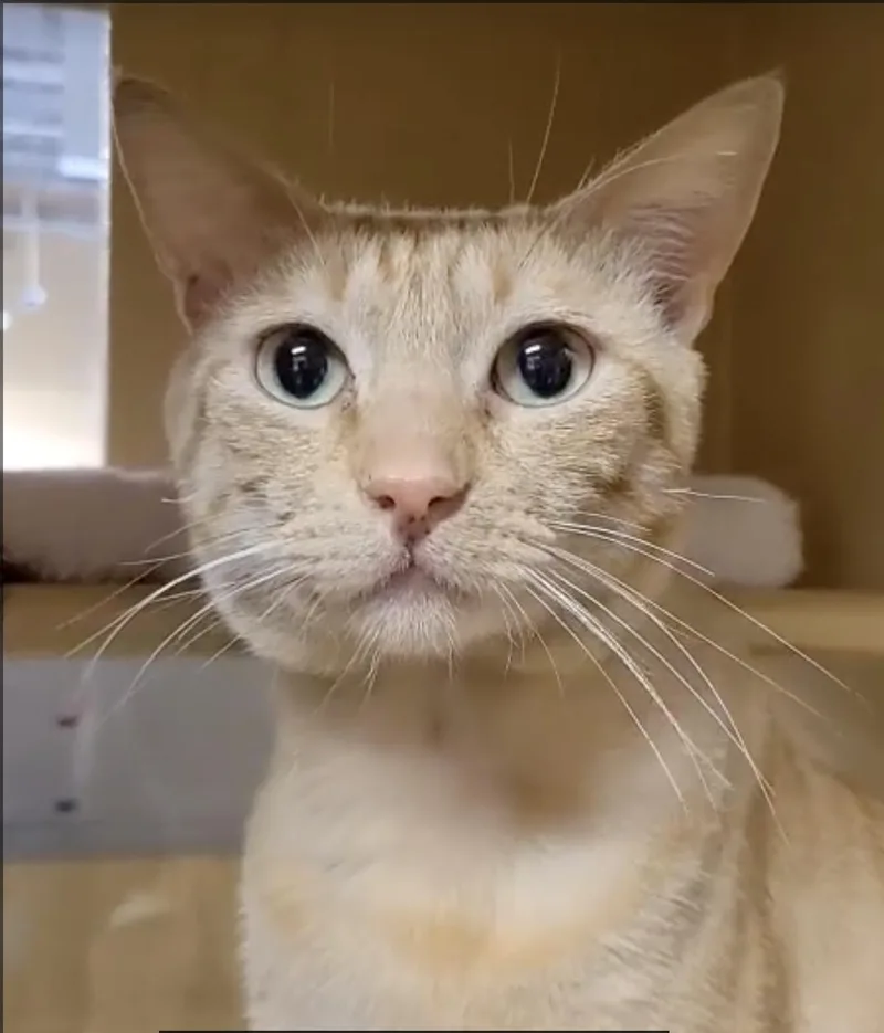 Garfield thumbnail 2